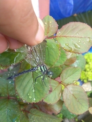 Hylaeothemis apicalis