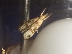 Euchromius cambridgei