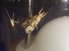 Euchromius cambridgei