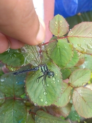 Hylaeothemis apicalis