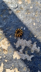 Tyria jacobaeae