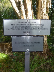 Metrosideros bartlettii