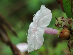 Ipomoea sagittifolia