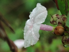Ipomoea sagittifolia