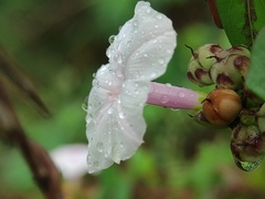 Ipomoea sagittifolia