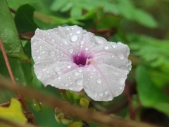 Ipomoea sagittifolia