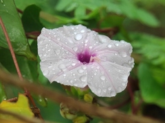 Ipomoea sagittifolia
