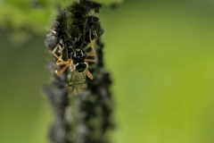 Diplazon laetatorius