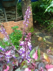 Macroglossum regulus