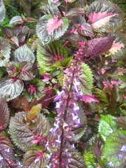 Macroglossum regulus