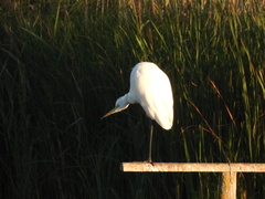Ardea alba