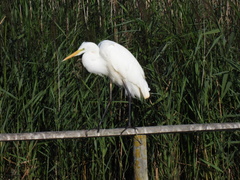 Ardea alba