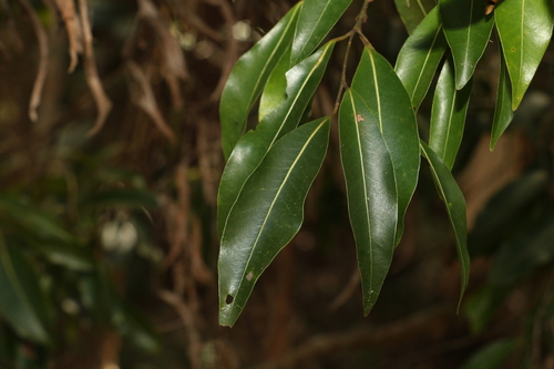 Image of Endiandra sieberi by (c) Greg Tasney, some rights reserved (CC BY-SA)