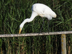Ardea alba