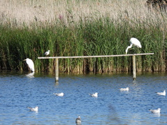 Ardea alba