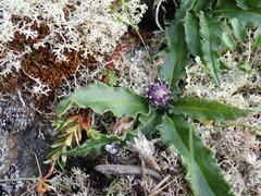 Saussurea kamtschatica