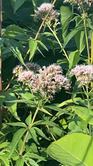 Eupatorium cannabinum