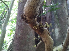 Pycnarrhena novoguineensis