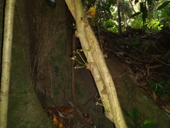 Pycnarrhena novoguineensis