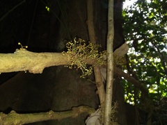 Pycnarrhena novoguineensis