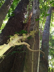 Pycnarrhena novoguineensis