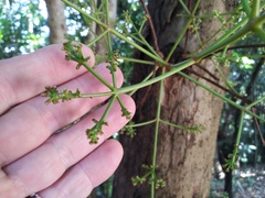 Syzygium branderhorstii