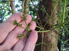 Syzygium branderhorstii