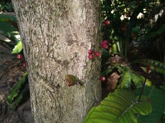 Syzygium erythrocalyx
