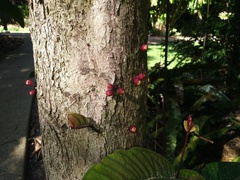 Syzygium erythrocalyx