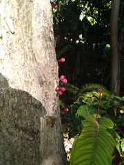 Syzygium erythrocalyx