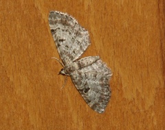 Eupithecia abietaria