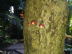 Syzygium erythrocalyx