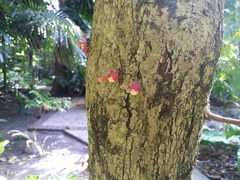 Syzygium erythrocalyx