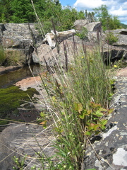 Calamagrostis inexpansa