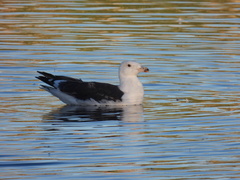 Larus marinus