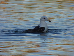 Larus marinus