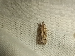 Euchromius cambridgei