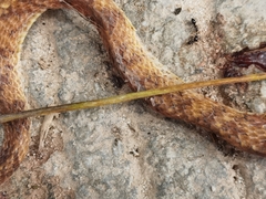 Pareas formosensis