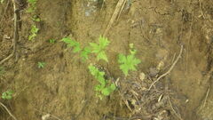 Doryopteris concolor