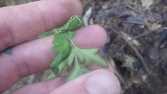 Doryopteris concolor