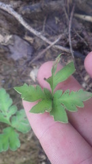 Doryopteris concolor