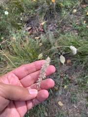 Melica transsilvanica