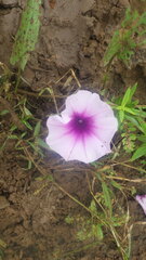 Ipomoea aquatica