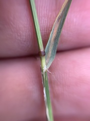 Melica transsilvanica