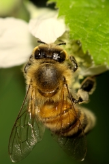 Apis mellifera