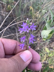 Campanula bononiensis