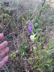 Campanula bononiensis
