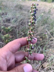 Campanula bononiensis