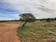 Acacia grasbyi