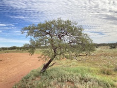 Acacia grasbyi